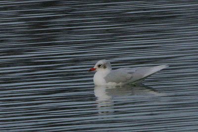 Mediterranean Gull (adult winter), Musselburgh, Lothian