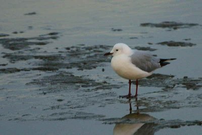 Hartlaub's Gull, Walvis Bay