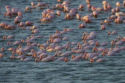 Lesser Flamingo, Walvis Bay