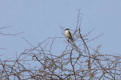 Lesser Grey Shrike, Etosha National Park