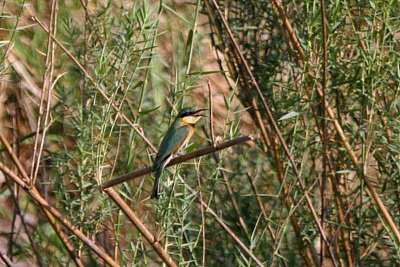 Little bee-eater, Kavango River near Shamvura Lodge