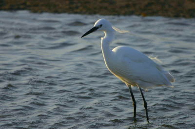 Little Egret, Walvis Bay