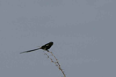 Magpie Shrike, Mahango Game Reserve, Namibia