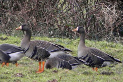 Greenland White-fronted Goose, Gartocharn, Clyde