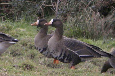 Greenland White-fronted Goose, Gartocharn, Clyde