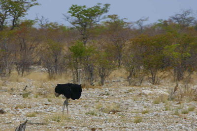 Ostrich, Etosha National Park