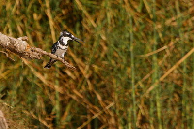 Pied Kingfisher, Shamvura, Namibia