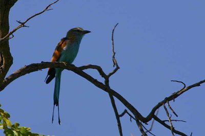 Racket-tailed Roller, Kavango, Namibia