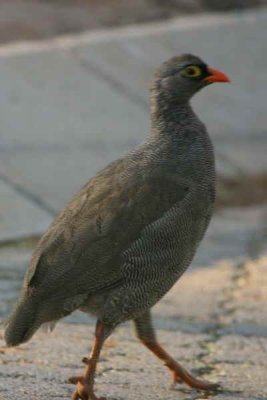 Red-billed Spurfowl