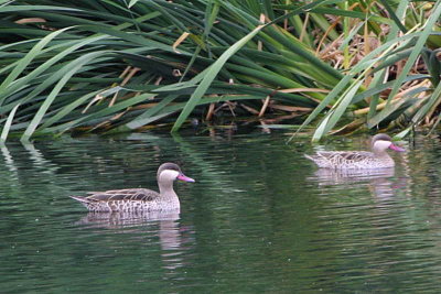 Red-billed Teal, Gammams water treatment plant, Windhoek