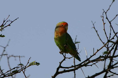 Rosy-faced Lovebird, Namibgrens Guest Farm, Namibia