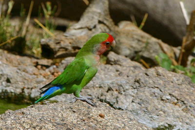 Rosy-faced Lovebird, Erongo Wilderness Lodge, Namibia