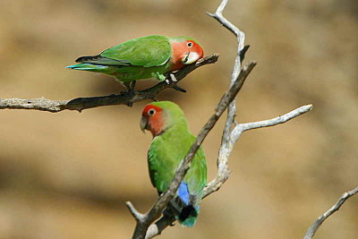 Rosy-faced Lovebird, Erongo Wilderness Lodge, Namibia