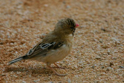 Scaly-feathered Finch, Solitaire, Namib
