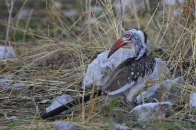Southern Red-billed Hornbill, Etosha National Park