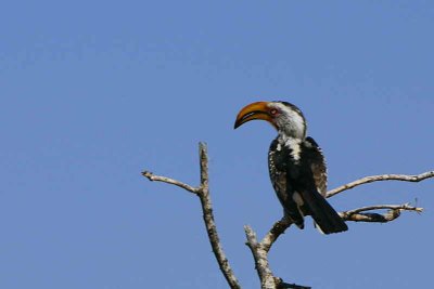 Southern Yellow-billed Hornbill, Spitzkoppe