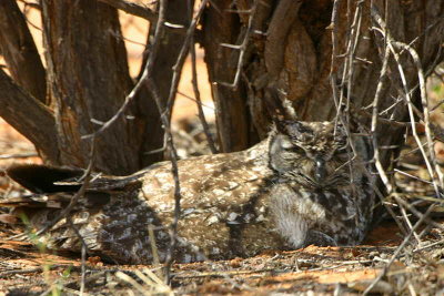 Spotted Eagle Owl, Okakarara 'short cut' road to Waterberg