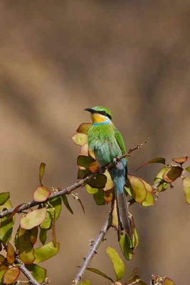 Swallow-tailed Bee-eater, roadside heading towards Namibgrens guesthouse