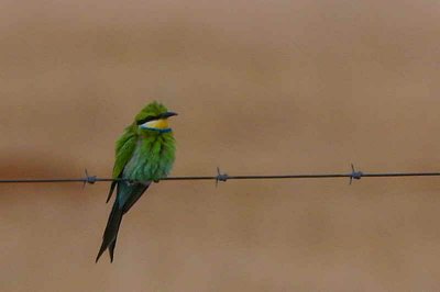 Swallow-tailed Bee-eater, roadside heading towards Etosha