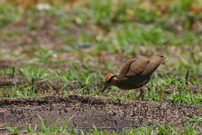 Temminck's Courser, Tsumeb, Namibia