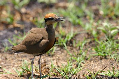 Temminck's Courser, Tsumeb, Namibia