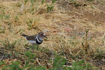 Three-banded Plover, Gammams water treatment plant, Windhoek