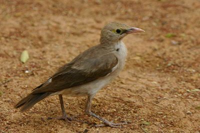 Wattled Starling (juvenile), Okakuejo Camp, Etosha National Park