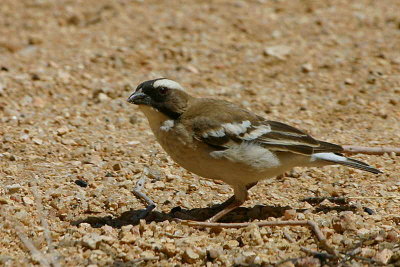 White-browed Sparrow-Weaver, Spitzkoppe