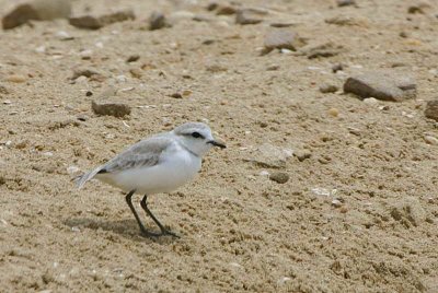 White-fronted Plover, Walvis Bay