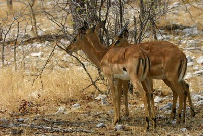 Black-faced Impala, Etosha National Park