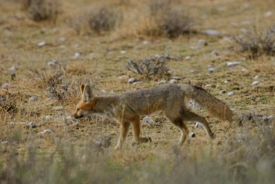 Cape Fox, Etosha National Park