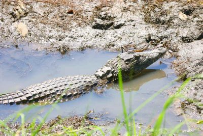 Crocodile, Kavango River