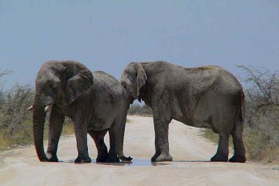 Elephant road block, Etosha National Park