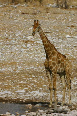 Giraffe, Etosha National Park