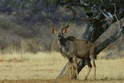Greater Kudu, approach road to Etosha National Park