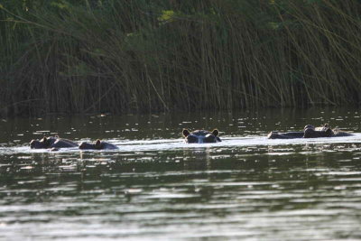 Hippopotamus, Kavango River