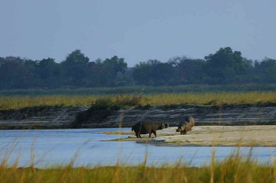 Hippopotamus, Babwata Game Reserve