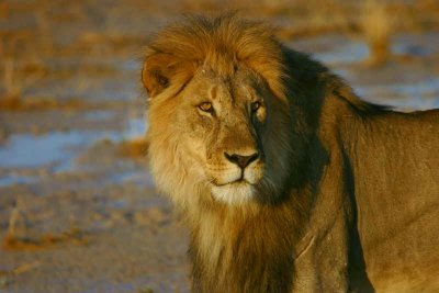 Lions of Etosha National Park
