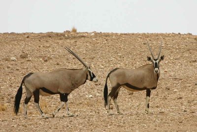 Oryx, Namib-Naukluft Desert
