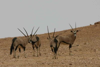 Oryx, Namib-Naukluft Desert