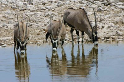 Oryx, Etosha National Park at the Okakuejo waterhole