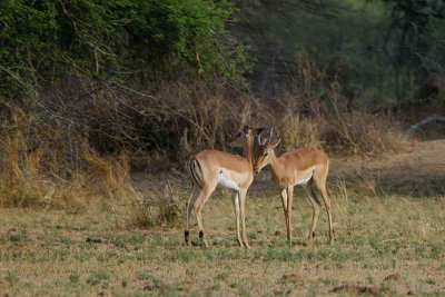 Red-faced Impala, Mahango Game Reserve