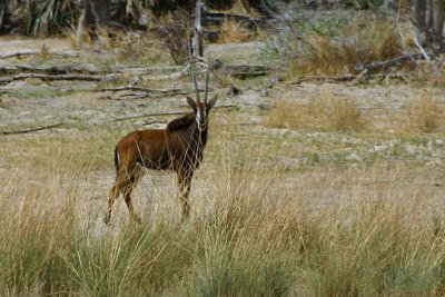 Sable Antelope, Mahango Game Reserve
