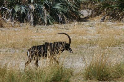 Sable Antelope, Mahango Game Reserve
