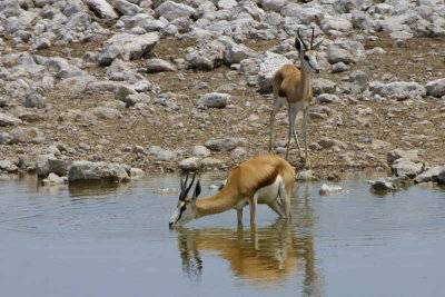 Springbuck, Etosha National Park at Okakuejo waterhole