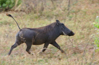 Warthog, Mahango Game Reserve