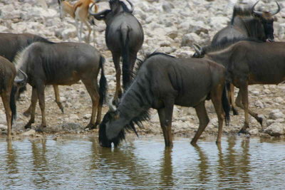 Wildebeest, Okakuejo waterhole Etosha National Park