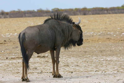 Wildebeest, Etosha National Park
