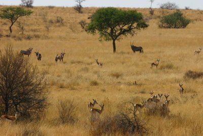 Sprinbuck and Oryx near Namibgrens guest house