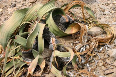 An ancient welwitschia mirabilis plant